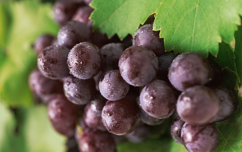 “葡萄美酒夜光杯”，敦煌陽關(guān)葡萄最甜美