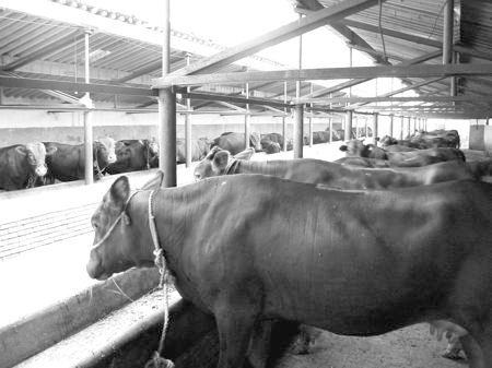 產業(yè)發(fā)展看平涼——“平涼紅?！眽乳_花墻外紅