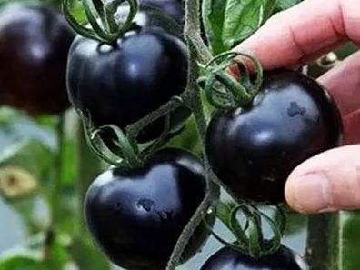 快看！蘭州新區(qū)高優(yōu)新特圣女果“黑羅漢”成熟待摘