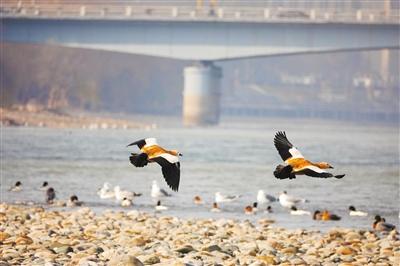 候鳥(niǎo)舞蹁躚 好一幅生態(tài)畫卷 蘭州市民投食賞鳥(niǎo) 人鳥(niǎo)和諧共生