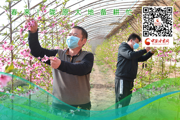 海報(bào)丨春來！隴原大地春耕忙