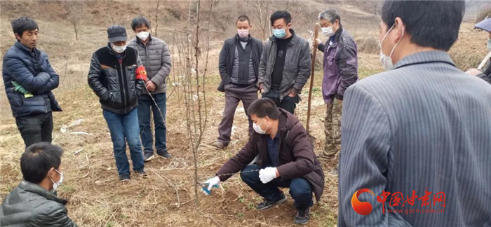 【甘肅全民戰(zhàn)“疫”】隴南徽縣：花椒田里培訓(xùn)忙，戰(zhàn)疫春耕兩不誤