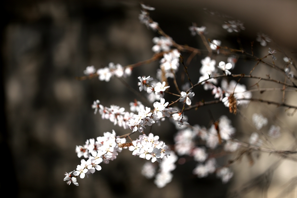 海報|花開隴原，甘肅這些景區(qū)正在復(fù)蘇！
