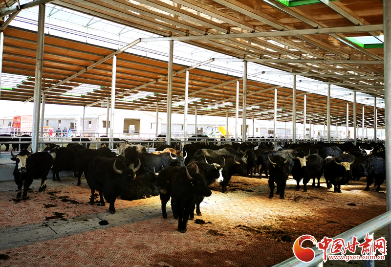 【甘肅省決戰(zhàn)決勝脫貧攻堅(jiān)】農(nóng)牧結(jié)合養(yǎng)起“脫貧?！?產(chǎn)業(yè)增效共唱“致富歌”