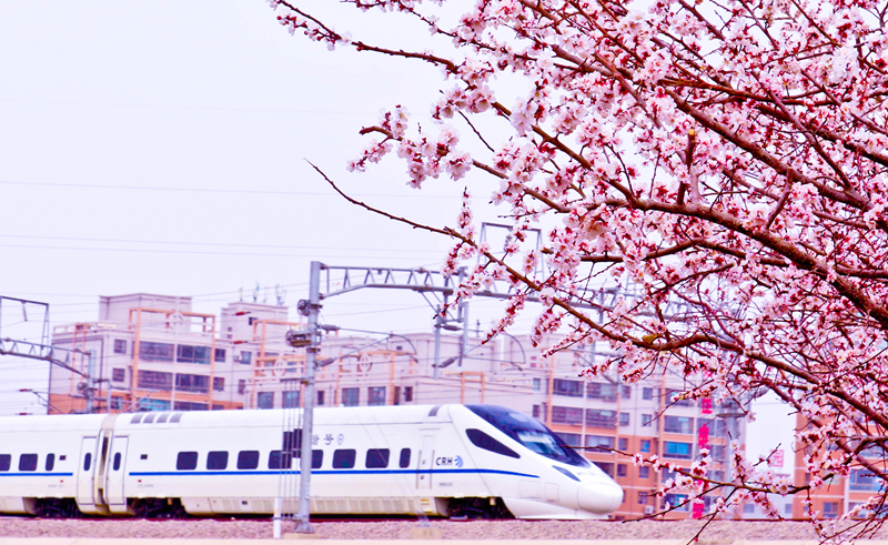 隴拍客|甘肅張掖:動(dòng)車(chē)疾馳穿花海
