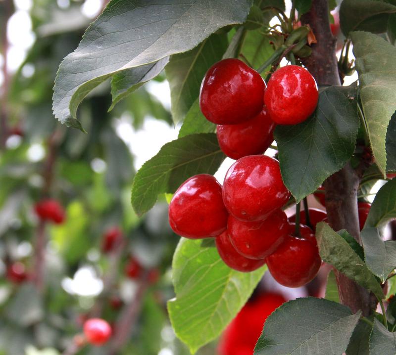 趕緊約起來！民勤紅旗谷櫻桃采摘園開園啦！