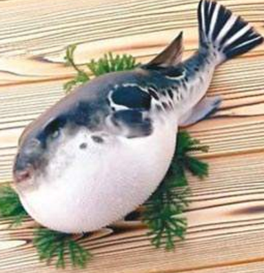 蘭州市市場監(jiān)督管理局發(fā)布通告禁止違法加工、經(jīng)營河豚魚