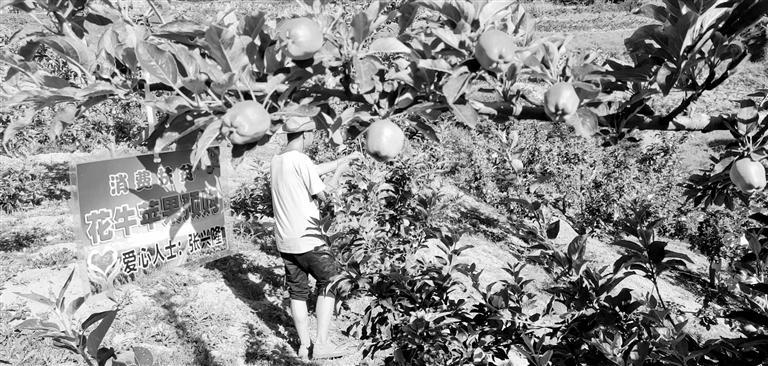 “于堡村果園”開張記——認(rèn)購“一棵樹”，結(jié)出“致富果”