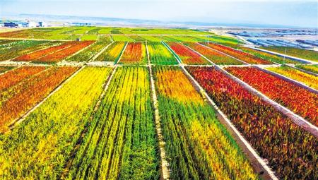 拉開(kāi)架勢(shì)興產(chǎn)業(yè)——武威天?？h發(fā)展特色農(nóng)業(yè)綜述