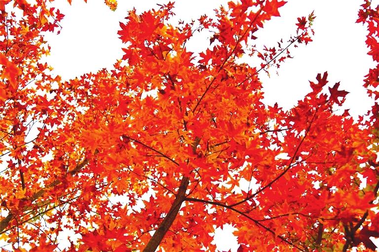 出彩啦！蘭州高校秋景驚艷來襲，快到秋日調(diào)色盤里pick你的母校