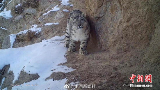 精靈漫步！甘肅阿克塞祁連山深處現(xiàn)雪豹身影