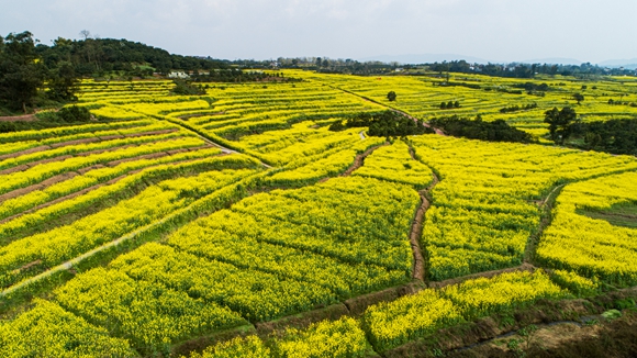 千余畝油菜花盛開。廖濤 攝
