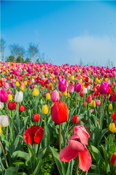 花的海洋。羅云希 攝