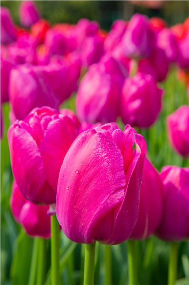 郁金香嬌艷欲滴。羅云希 攝