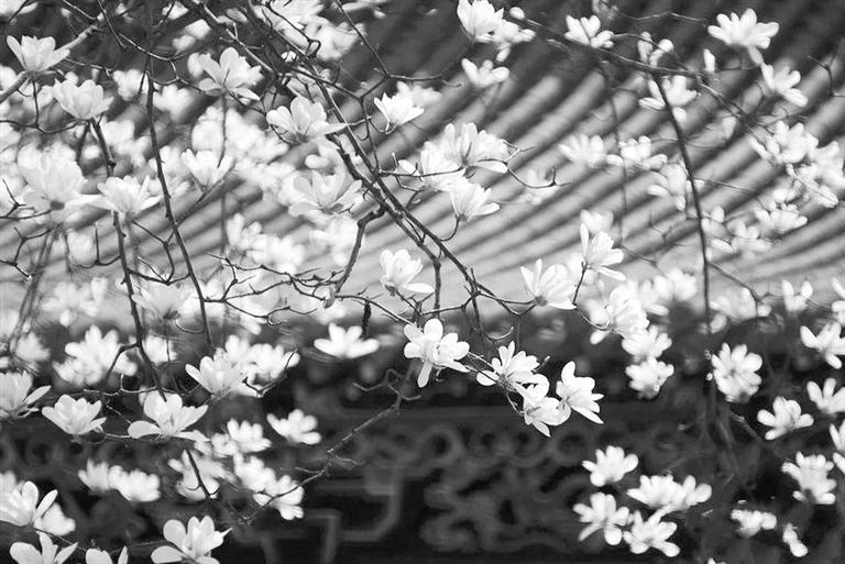 天水雙玉蘭堂，吟杜甫詩 煎泉水茶 賞白石書法