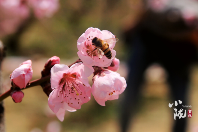 【小隴畫報·113期】最美人間四月天，灼灼桃花映秦安