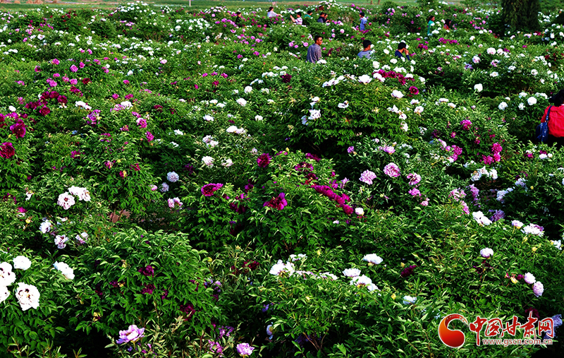 閱盡繁花盛景！定西文旅邀您共赴“紫斑牡丹”之約
