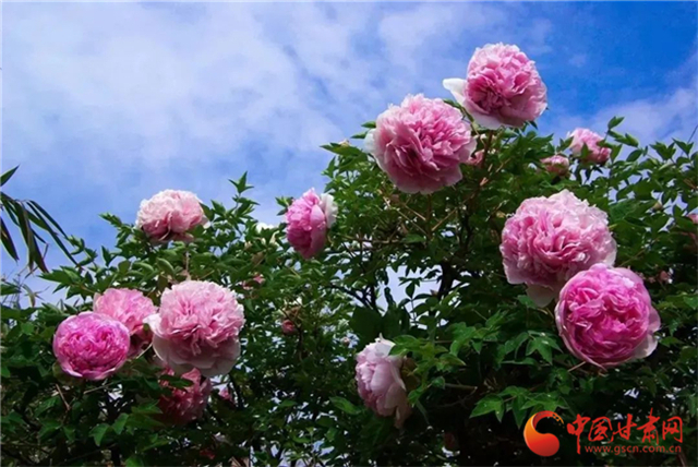 【五一游甘肅】暢游“臨洮縣紫斑牡丹文化旅游節(jié)”，這份攻略請收下！