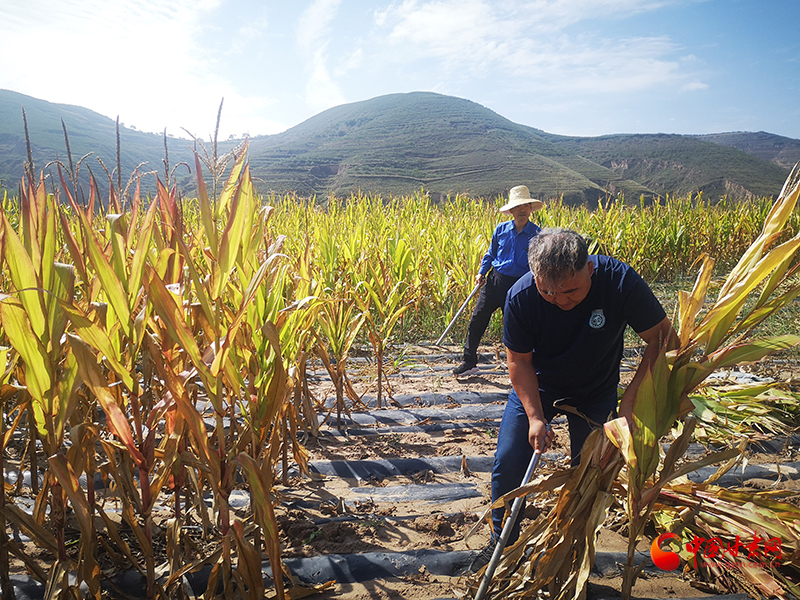 【慶豐收 感黨恩】定西安定：劉鴻奎的豐收節(jié)！