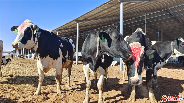 【新春走基層·奶業(yè)新篇章】強縣域·古浪縣奶業(yè)振興助力武威市百億奶產業(yè)鏈集群高質量發(fā)展