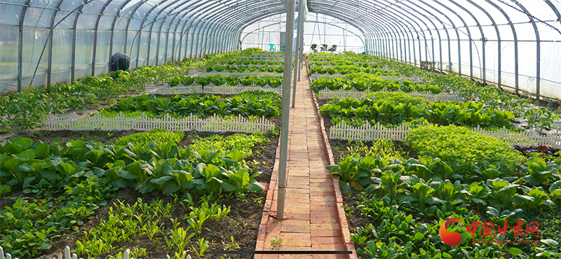 隴南武都：共享農(nóng)場助推田園夢(mèng)