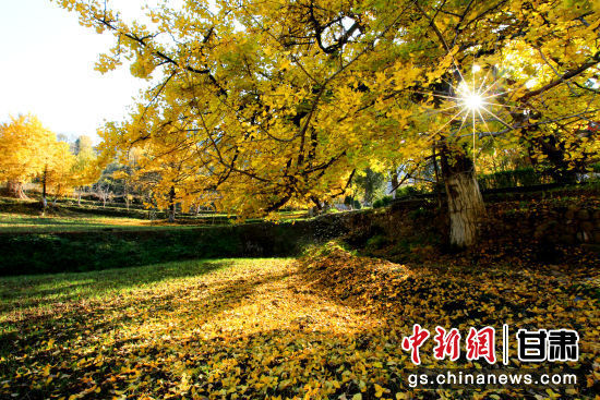 隴南徽縣銀杏樹最美的時(shí)候，當(dāng)屬每年的10月至11月。圖為樹葉已染黃的銀杏樹。張承榮 攝