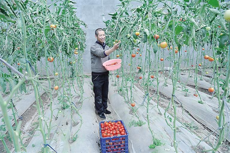 臨夏縣尹集、刁祁鎮(zhèn)易地扶貧搬遷后續(xù)產(chǎn)業(yè)園有日光溫室534座