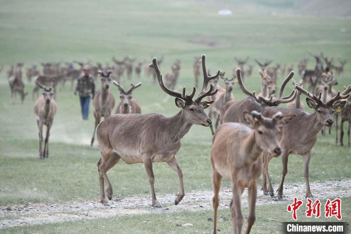 圖為肅南縣馬鹿養(yǎng)殖場內(nèi)的鹿群。　楊艷敏 攝