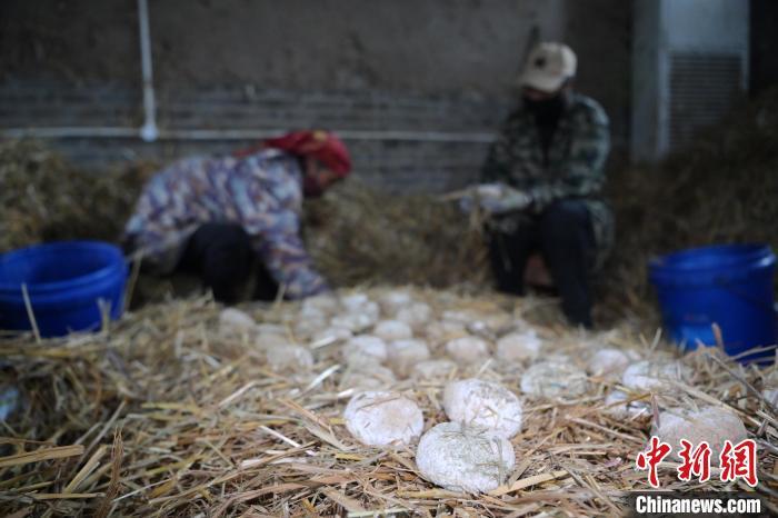 酒曲從曲坯入房培養(yǎng)到培養(yǎng)結(jié)束，整個培養(yǎng)周期控制在4至8天，曲坯的要求光滑，軟硬適宜，手按曲坯不松散，結(jié)實(shí)，薄厚一致。圖為5月10日，工作人員準(zhǔn)備將培養(yǎng)好的曲坯拿到外面晾曬。九美旦增　攝