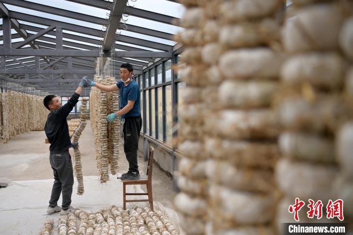 圖為5月10日，工作人員將用青稞面和青稞草等制成的曲坯用繩子串起來晾曬。九美旦增　攝