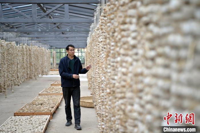 圖為5月10日，工作人員檢查晾曬的曲胚。九美旦增　攝