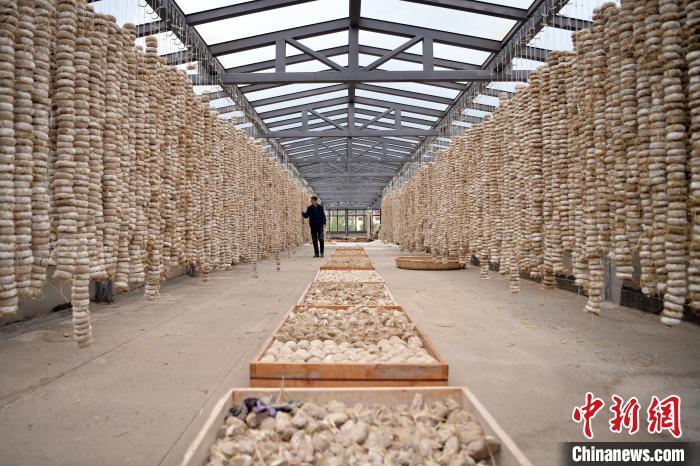 圖為5月10日，工作人員檢查晾曬的曲胚。九美旦增　攝