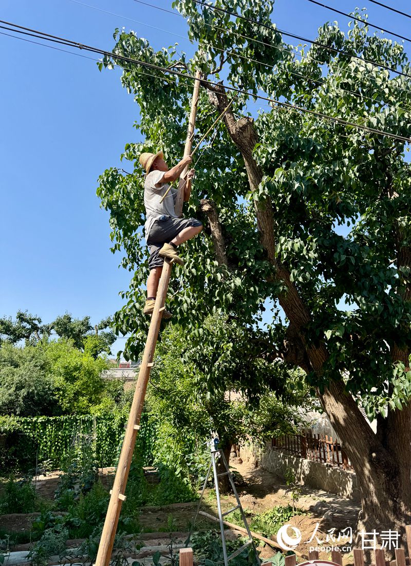 什川古梨園果農(nóng)魏至玉正踩著蜈蚣梯修剪自家的百年梨樹。人民網(wǎng)記者 焦隆攝