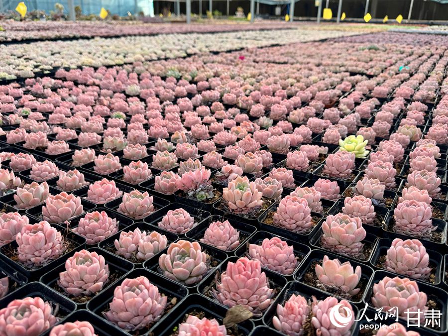 蘭州鑫源現(xiàn)代農(nóng)業(yè)休閑觀光旅游景區(qū)多肉大棚。人民網(wǎng)記者 焦隆攝