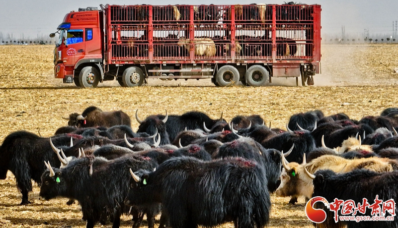 隴拍客丨張掖：“候鳥(niǎo)式”借牧實(shí)現(xiàn)農(nóng)牧雙贏