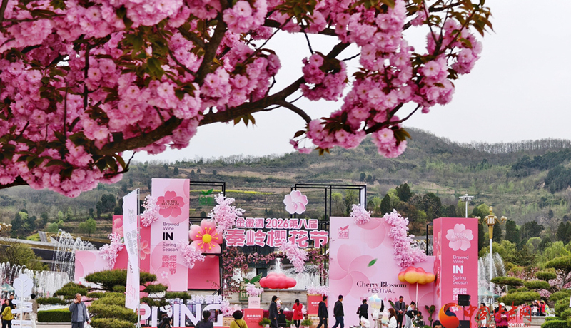 圖集｜“櫻”你而美，共赴金徽春日之約
